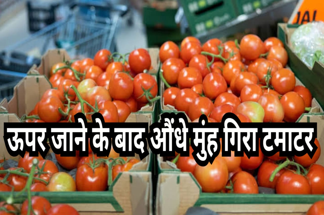 Tomato : इतना ऊपर जाने के बाद भाव अचानक गिरा नीचे टमाटर के