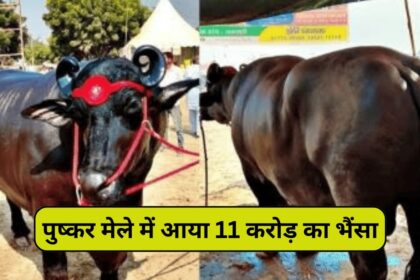 Puskar fair 2024 विश्व प्रसिद्ध पुष्कर मेले में बेचने के लिए लाया गया काजू बादाम खाने वाला भैंसा कीमत जानकर आपके भी होश उड़ जाएंगे