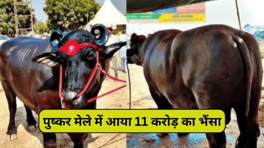 Puskar fair 2024 विश्व प्रसिद्ध पुष्कर मेले में बेचने के लिए लाया गया काजू बादाम खाने वाला भैंसा कीमत जानकर आपके भी होश उड़ जाएंगे