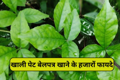 Benefits of eating Belpatra सुबह खाली पेट खाने के हजारों फायदे जाने आप भी