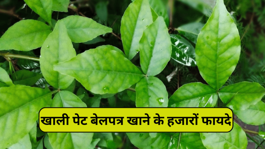 Benefits of eating Belpatra सुबह खाली पेट खाने के हजारों फायदे जाने आप भी